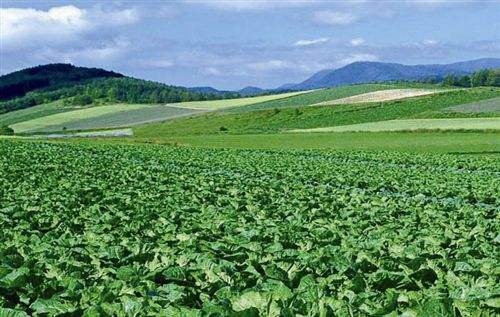 農產品網站建設